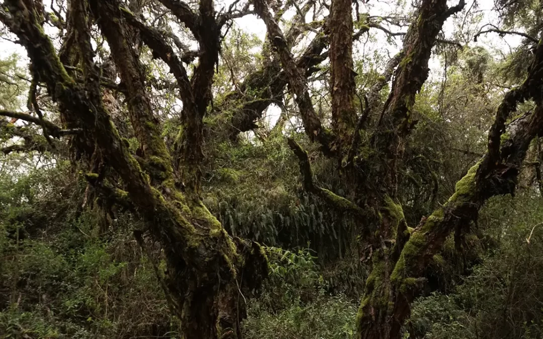 Árbol de más de 300 años descubierto en Paluguillo