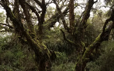 Árbol de más de 300 años descubierto en Paluguillo