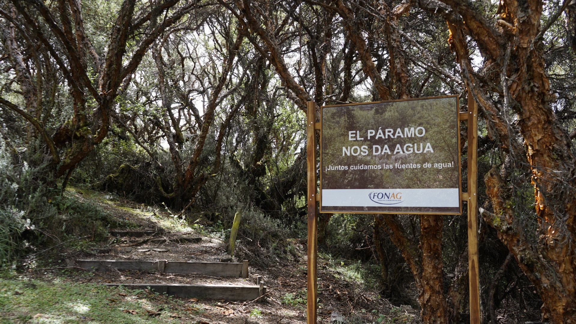 Cartel de madera con el mensaje "El Páramo nos da agua" en un bosque de polylepis