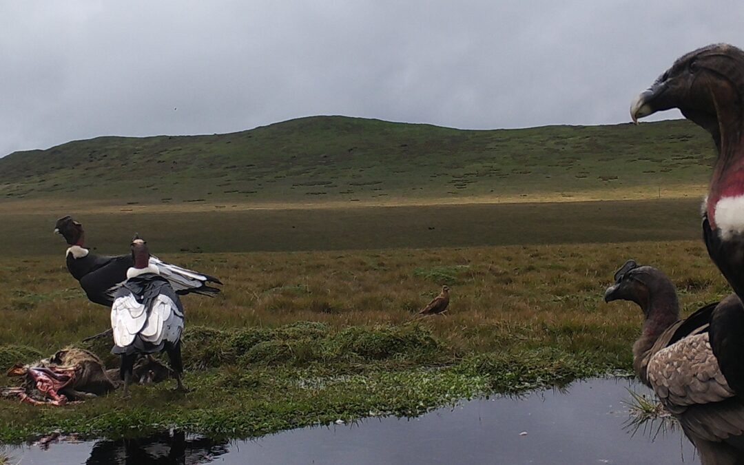 Vida silvestre del páramo: monitoreo del impacto sobre la biodiversidad
