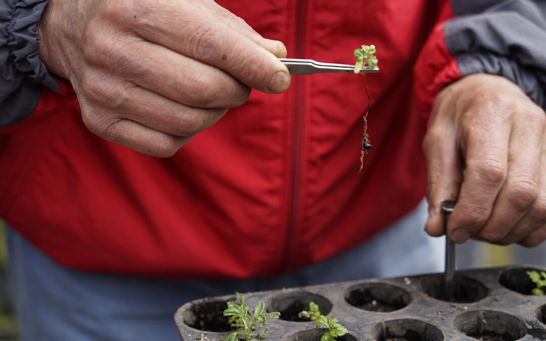 FONAG y Aves y Conservación fortalecen la restauración en bosques nativos