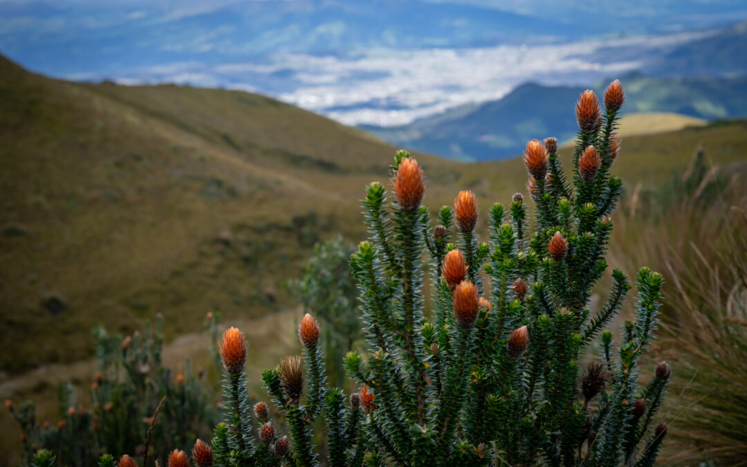 Lo que los quiteños le deben al páramo