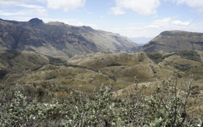 Descubriendo la riqueza de artrópodos en Paluguillo
