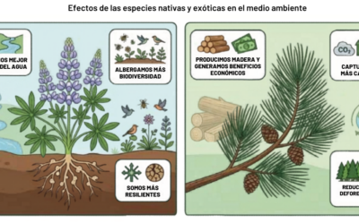 Transición de vegetación exótica a nativa